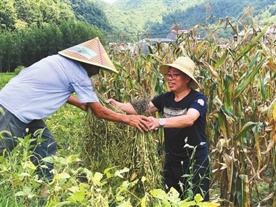 陈泽维帮助贫困户收获黄豆□李蓉 摄